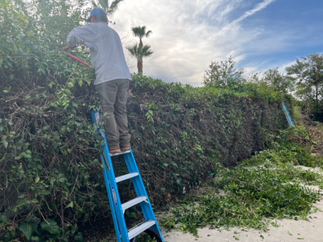 Tree & Shrub Trimming